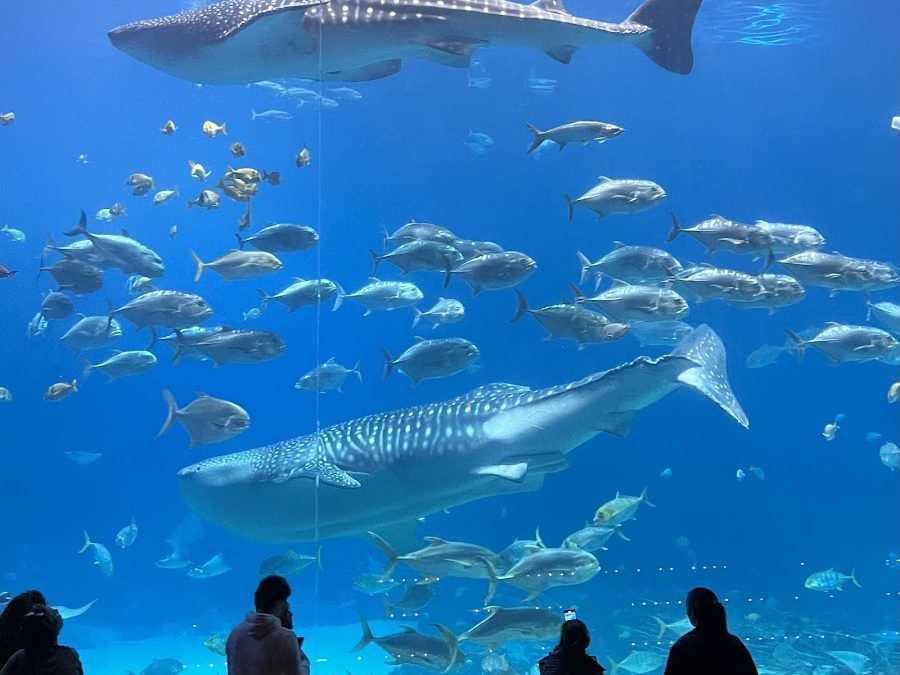 Georgia Aquarium, 225 Baker St NW, Atlanta, GA 30313, Statele Unite ale Americii