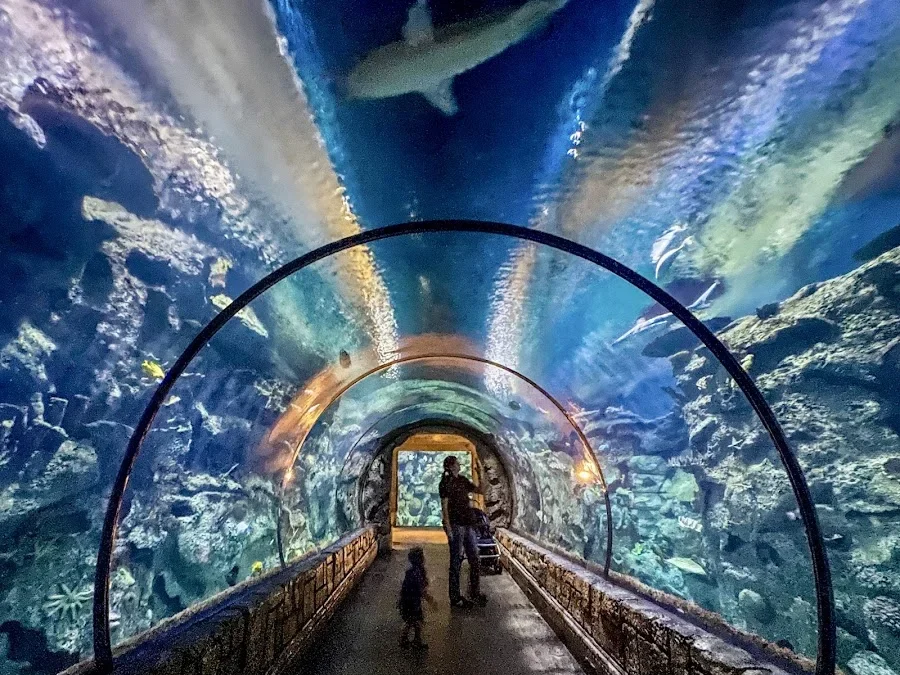 Shark Reef Aquarium at Mandalay Bay, 3950 S Las Vegas Blvd, Las Vegas, NV 89119, Statele Unite ale Americii